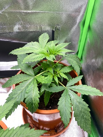2nd Try — vegetative, day 34