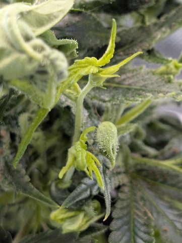 C99 CloneWars! — vegetative, day 4