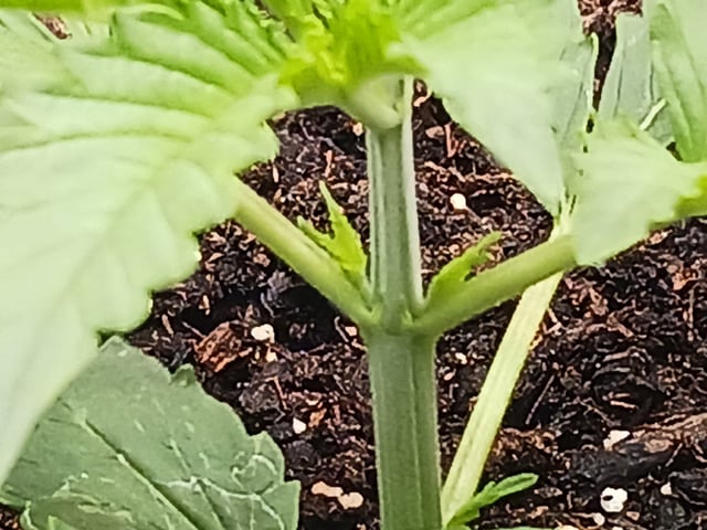 2nd Grow 2026  — vegetative, day 21