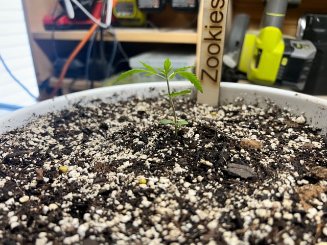 First ever grow — vegetative, day 24