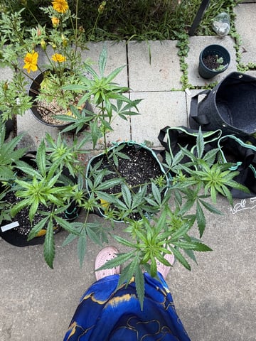 Indoor & Outdoor Grow 6 — flower, day 32