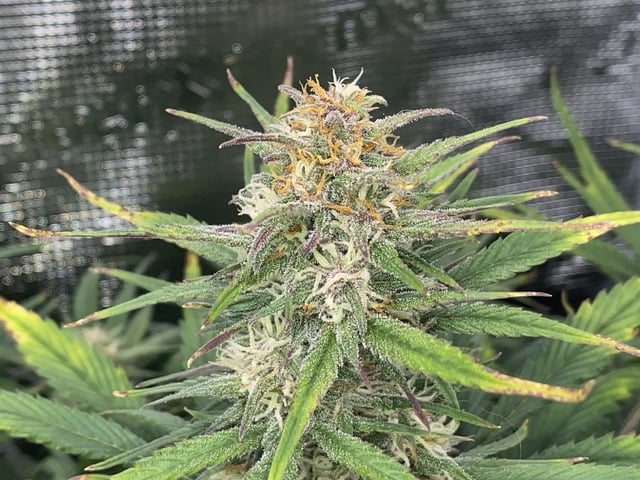 Auto Run #1 2025-2026 — flower, day 79