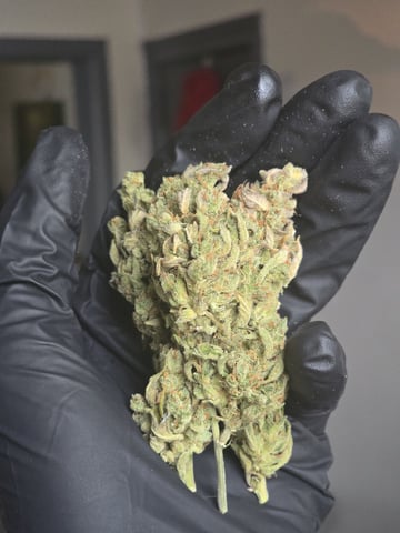 1st Auto Grow (LSD + BrB) - 1st indoor Grow