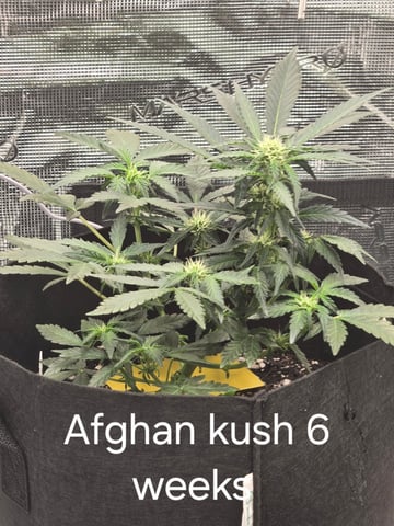 1st grow — flower, day 33