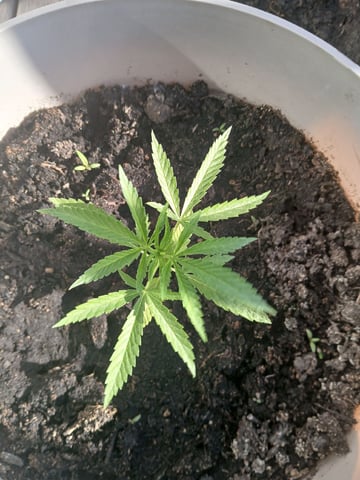 Vegetative  — vegetative, day 33