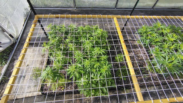 Outdoor 2026 — vegetative, day 20