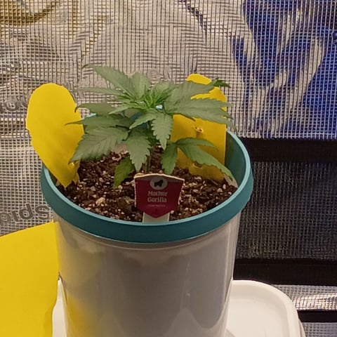 TentPlantLightFan — vegetative, day 24