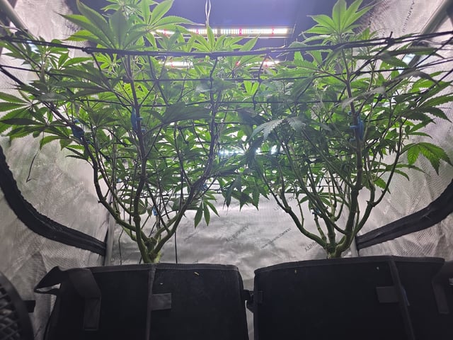 Strawberry Sugar  — flower, day 67