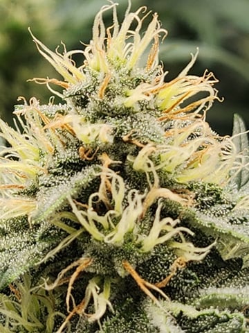 Rings of Saturn & Ghostboosters - Apollo Haze Artisanal Line — flower, day 53