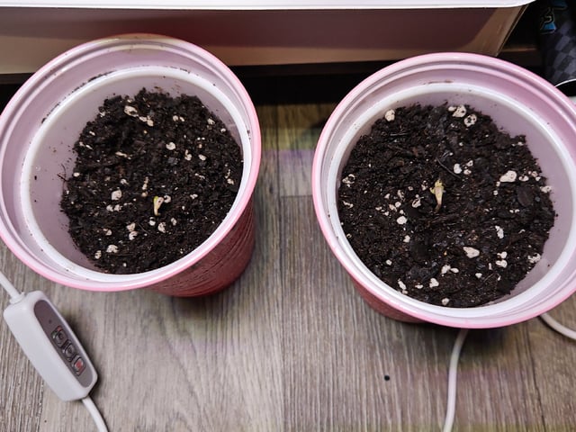 Bruce Banner #4  — germination, day 6