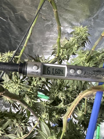 Gelly Mama and Sugar Tree — flower, day 215