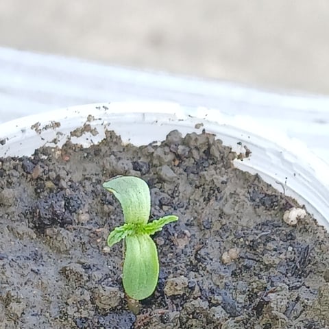 Lemon Kush — seedling_rooting, day 1