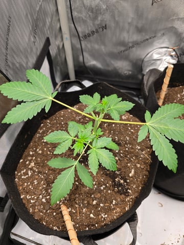 Durban Poison — seedling_rooting, day 28