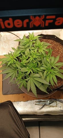 Diesel Auto Round 2 — flower, day 31