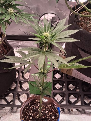 fruity pebbles, cap junky — flower, day 78