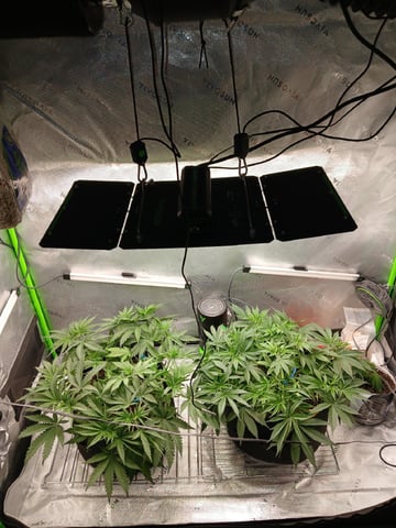 fruity pebbles, cap junky — vegetative, day 51