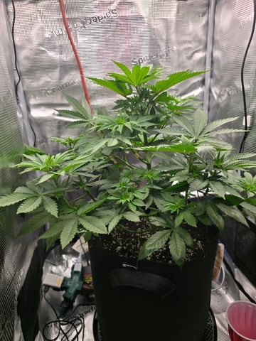 Northern lights #10 2nd plant (Selkies) — vegetative, day 37