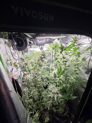 Special Kush#1 and Purple Queen Auto  — flower, day 97