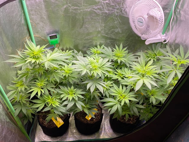 The White X Run Away Bride #3 — flower, day 51
