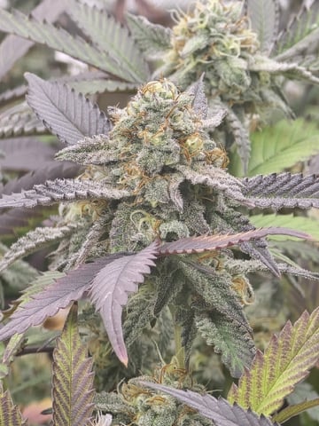 Dante's Inferno Rerun