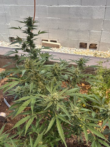 3 seeds  — flower, day 81
