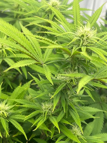 zunami s1 grounded genetics  — flower, day 56