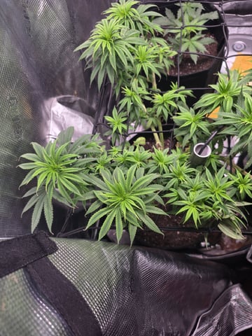 Blue Dream Feminized  — vegetative, day 91