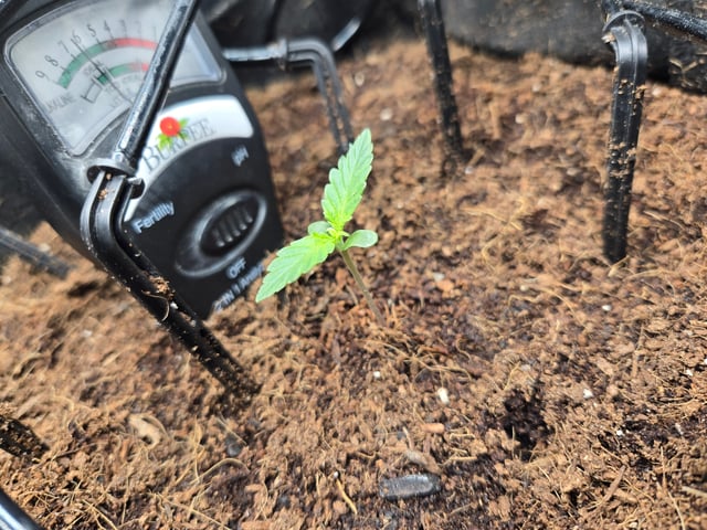 "Wedding Crasher"  Grow#2 — seedling_rooting, day 20
