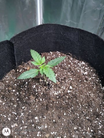 Grow Budz — vegetative, day 11