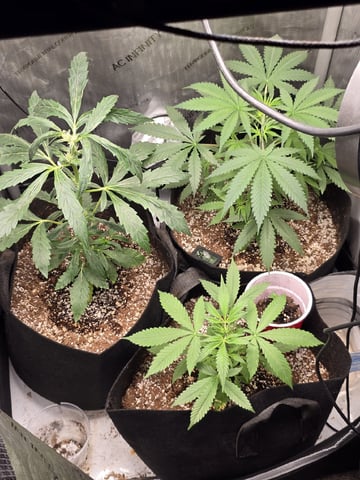 Indoor — seedling_rooting, day 43
