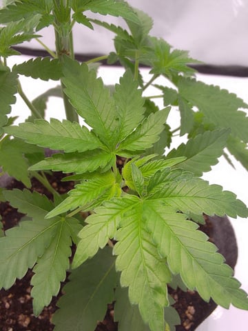 blue dream bag seed — vegetative, day 12