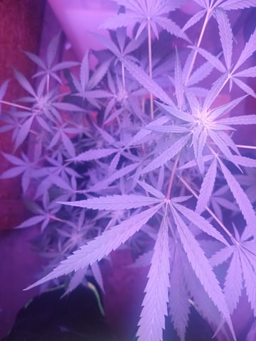 aurora auto — flower, day 63