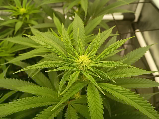 FastBuds Photo-Lemon Mandarin  — flower, day 98