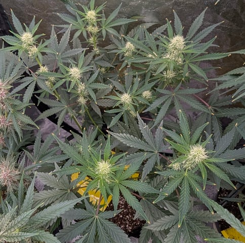 Mixed Grow — flower, day 81