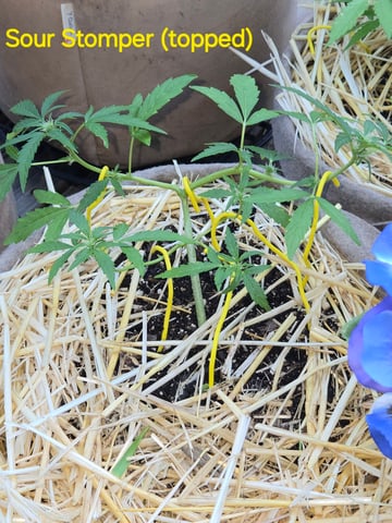 Outdoor Auto's (2nd set) — flower, day 21
