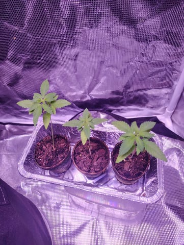 Pcsmoker99  — vegetative, day 18