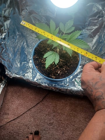 Poor Ivory — vegetative, day 22