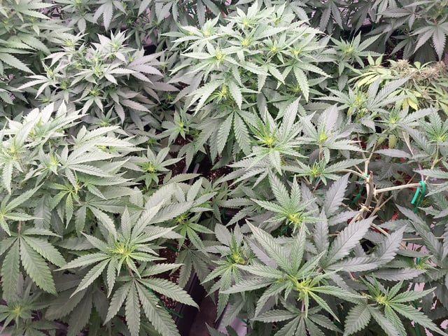 10x Critical Feminisiert from Ganjafarmerseeds  — flower, day 76