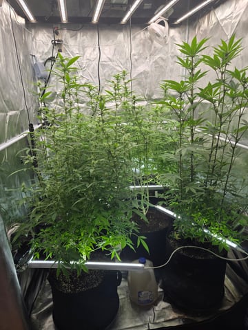 OG Kush  — seedling_rooting, day 5