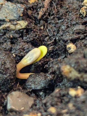 First grow  — germination, day 1