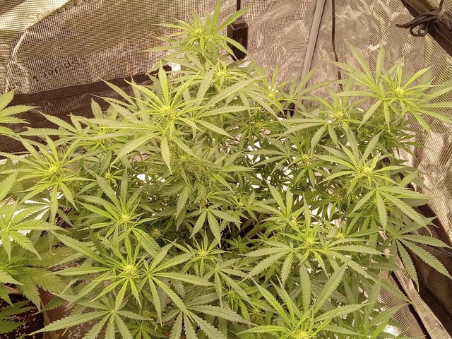   and one L.a kush cake . — flower, day 89