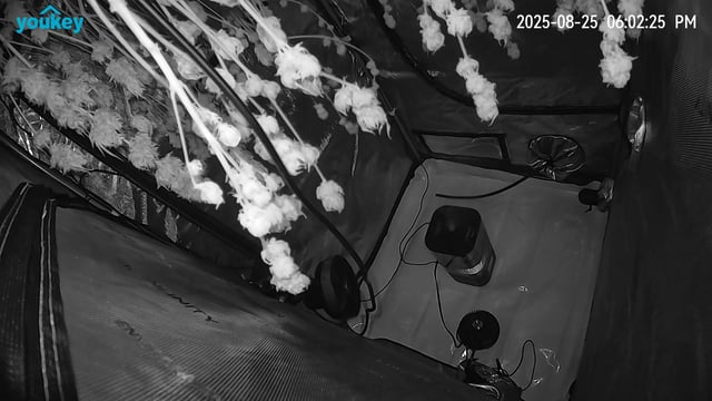 Purple Haze  — harvest, day 92