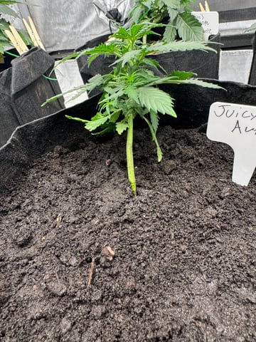 First Grow — vegetative, day 15