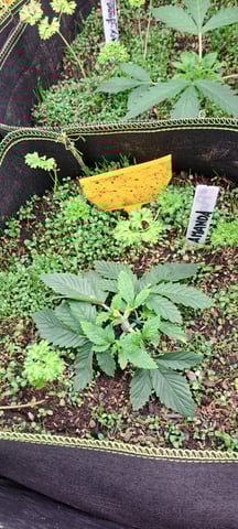 First Grow with the new setup  — vegetative, day 22