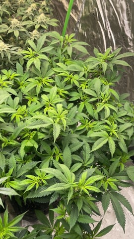 Starting Flower mom Clones  — flower, day 3