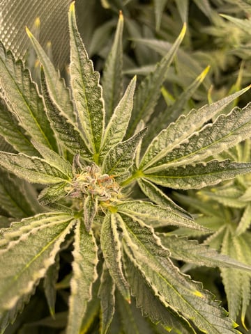 Mainely Organic Mix — flower, day 49