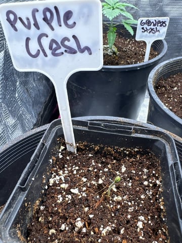 first grow in new 2x2 — vegetative, day 23