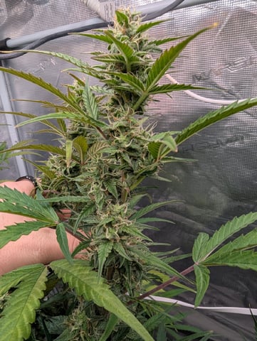 Dark Star — flower, day 61