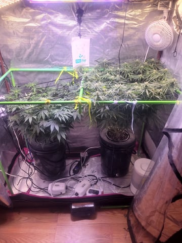 6th Grow — flower, day 58