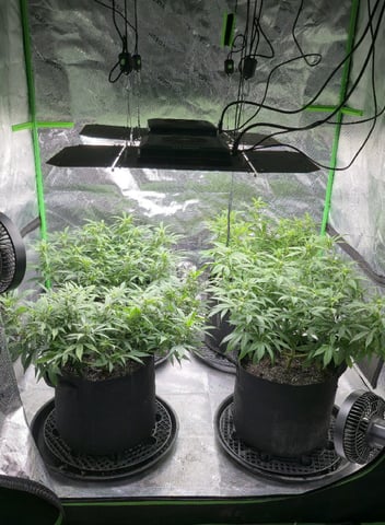 SBJ Clones — flower, day 75